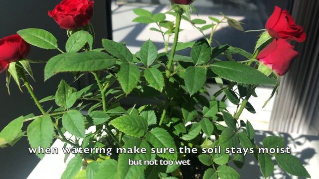 Miniature Roses Care/Indoor Rose Plant care tips/indoor gardening смотреть онлайн