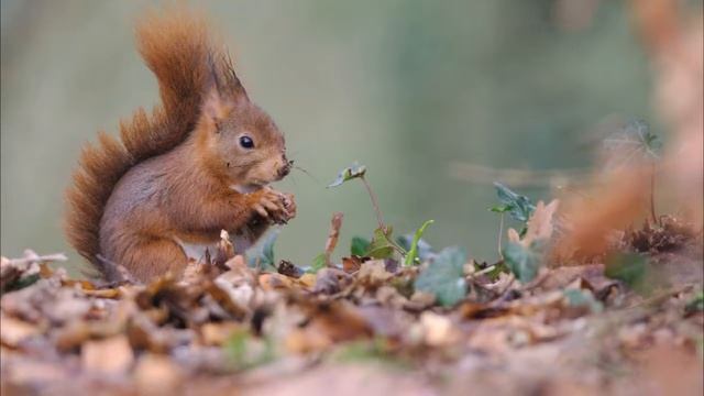 Белка Энциклопедия для детей про животных Лес смотреть онлайн