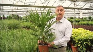 Hardy Garden Palm 'Chamaerops Humilis'