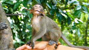 How Lucas react like spoil cute when mama Leyla catch him touching her milk,Lucas mission failed