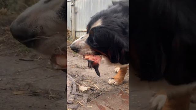 Kennel “Bar Vom Matterhorn” #bmd #bernersennenhund #bernesedog #bernesemountaindog #bern