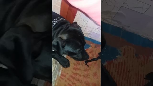 Кто порвал маме куртку???? смотреть онлайн