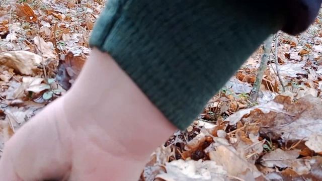 Белые грибы в конце октября. Поехали за зелёнками и подзелёнками, а нарвались на боровики!