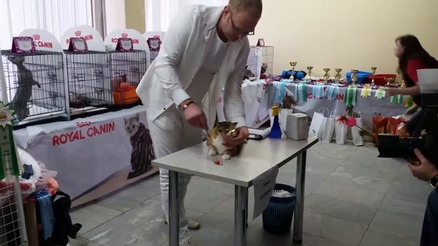 Баффи на ринге. Отличия британской породы от шотландской смотреть онлайн