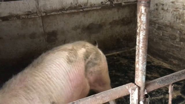 искуственное осеменение свиноматки Йоркшир (Беляш).