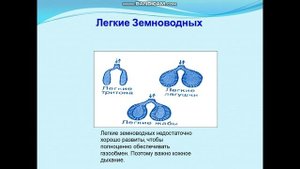 Органы дыхания. Строение органов дыхания  у наземных и водных животных. Механизмы дыхания.