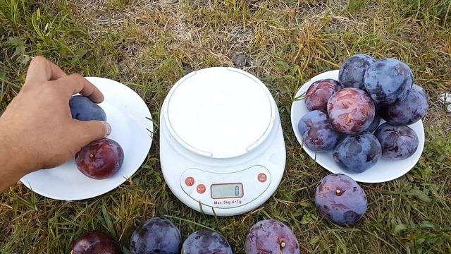 ДИПЛОИДНАЯ СЛИВА BLUE CARMEN смотреть онлайн