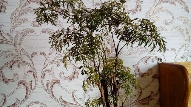 Полисциас Filicifolia Bailey Эликсир жизни Уход и размножение в домашних условиях