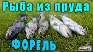 Рыба из пруда. Форель. Рыбалка в Ленинградской области.
