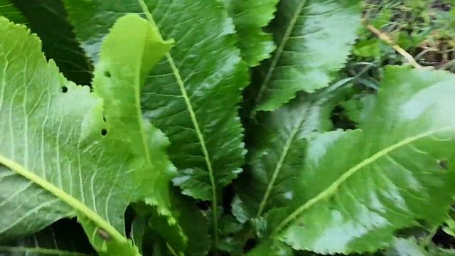 Листоед вредит мяте смотреть онлайн