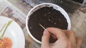 Пора сеять на рассаду "пекинку"