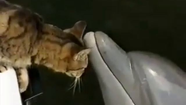 Дельфины и кошка смотреть онлайн