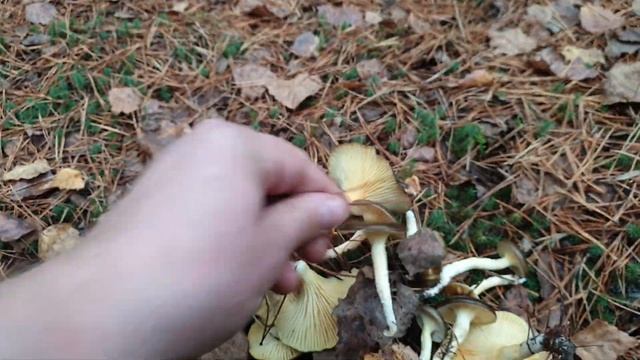 СОБИРАЕМ ГРИБЫ ГИГРОФОРЫ ВЕШЕНКИ И СЫРОЕЖКИ ! ДЕГУСТАЦИЯ ГРИБОВ ! Грибы 2020 ! смотреть онлайн