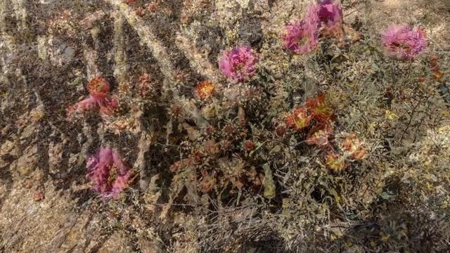 Весенние цветы пустыни Сонора . Аризона,США. смотреть онлайн