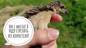 Птица Коростелёк выздоровел и отправился на волю готовиться к путешествию в Африку