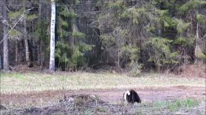 рел Чен притравка