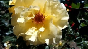 ЖЕЛТАЯ РОЗА, цветение Роз очень красиво видео 2018