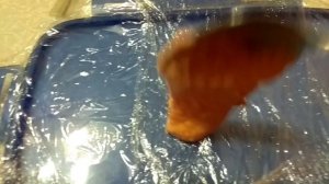 Пластилин из красной икры на ленка и хариуса