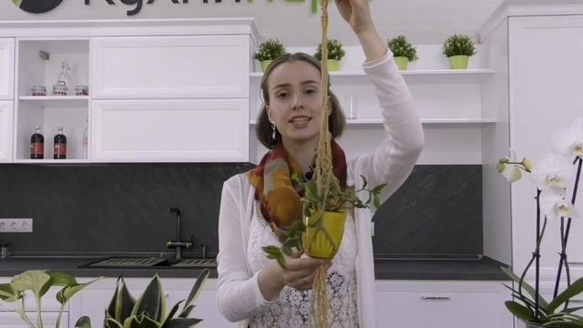 ОЗЕЛЕНЕНИЕ КУХНИ / ДОМАШНИЕ РАСТЕНИЯ смотреть онлайн