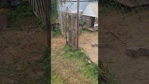 Немецкий боксер против Немецкая овчарка