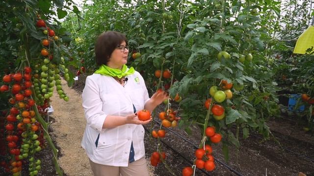 Томаты, устойчивые к болезням. Урожайный крупноплодный томат для выращивания в теплице.