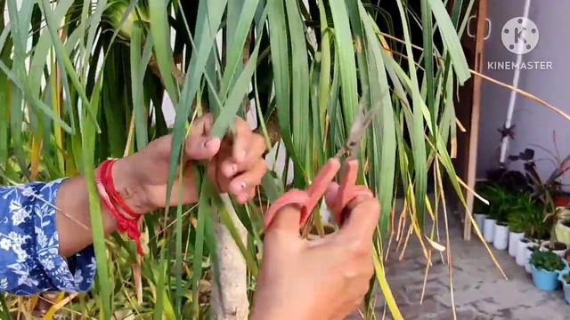 क्या आपका भी गमला टूट जाता है Nolina palm के बड़े होने पर l Nolina Palm #nolinapalm #ponytailpalm смотреть онлайн