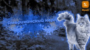 Американский керл: Лучшие Черты Характера и Особенности Породы