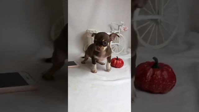 Чихуахуа шоколадные мальчики
