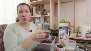 Перевалка китайской гвоздики | НАСТОЯЩИЙ ЦВЕТОЧНЫЙ ВЗРЫВ