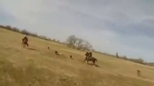 Охота ? кабана, на лошадях, с собаками.