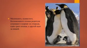 Растительный и животный мир. Охрана природы. Антарктида география 8 кл