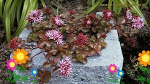 Очиток ложный Пурпуртепич. Краткий обзор, описание характеристик sedum spurium Purpurtepich