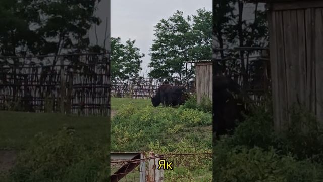 Зоопарк Старый Оскол!