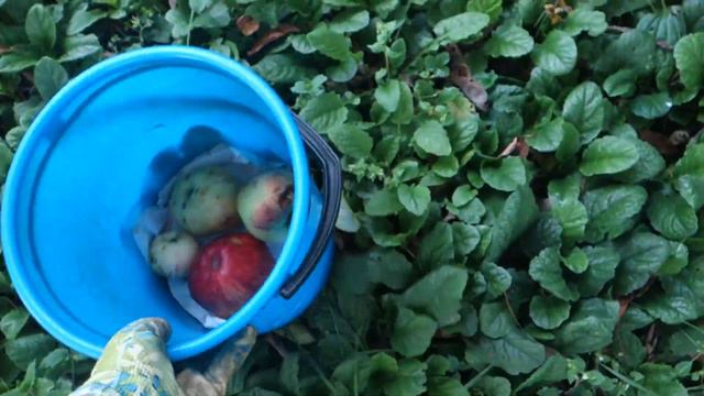 День рождения Ирины Воскресенской. Урожай на даче