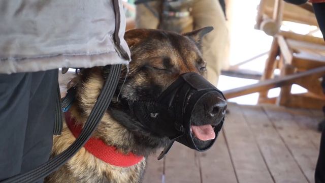 Самооборона с применением собаки ? смотреть онлайн