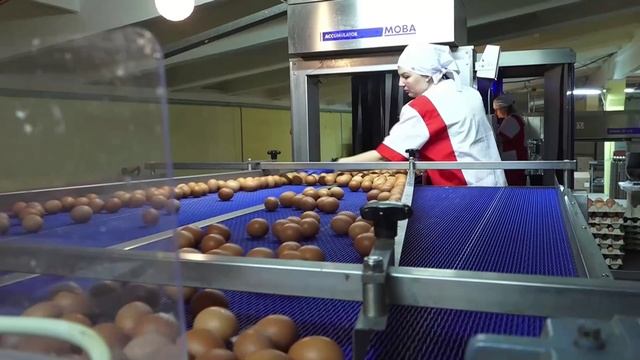Птицефабрика "Комсомольская" наращивает объемы выпуска яиц и поголовье птицы