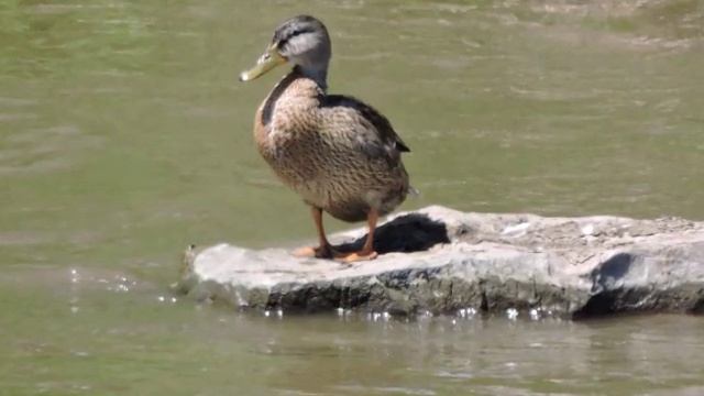 Nikon coolpix p530 test pictures смотреть онлайн