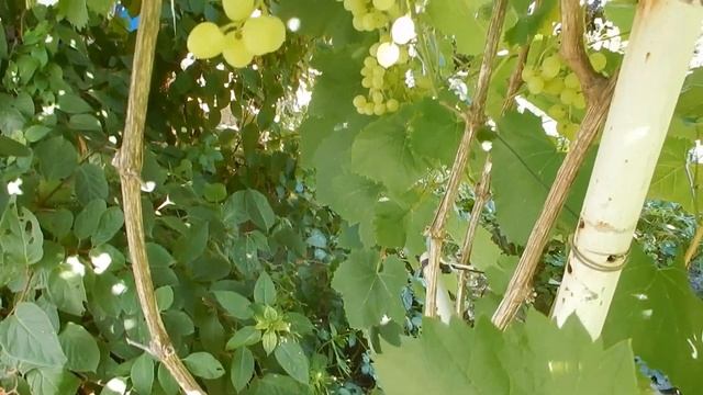 Виноград Супер экстра , 08.08.2020.
