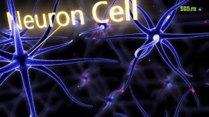 Наш мозг может создавать новые нейроны в зрелом возрасте.