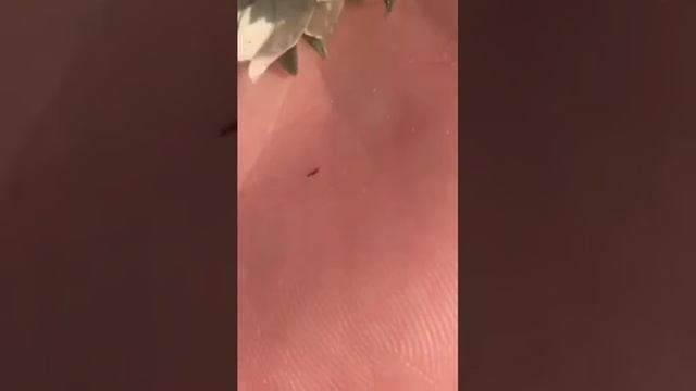 Трипс самый коварный и опасный вредитель. смотреть онлайн