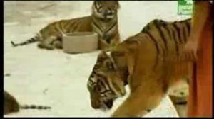 Тигры в монастыре Тайланда