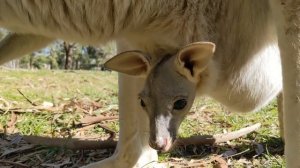 Go Inside a Kangaroo Pouch -  Baby Kangaroo ?
