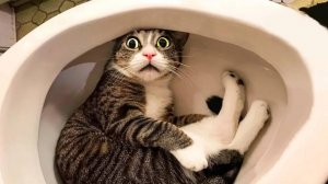 Кошачьи приключения: Невероятные истории с юмором! 😂 Самые смешные животные 2024 😂 #10