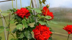 #розы #ДамдеКёр / Чайно-гибридная роза Дам де Кёр. Лето 2022г.