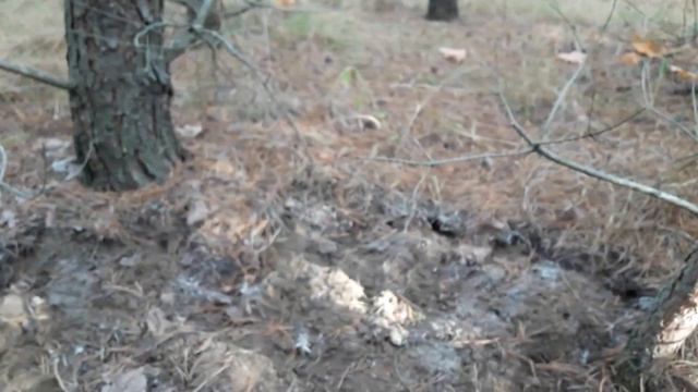 🍒🍒🍒МУЛЬЧА ДЛЯ ГАЛУБИКИ🍓🍓🍓 смотреть онлайн