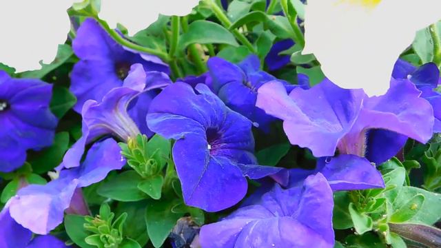 Close Up Video Of Purple Flowers Creative Commons Video 4k HD Quality