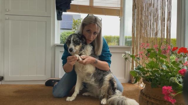 Paw Care смотреть онлайн