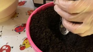 Выращивание огурцов дома в горшках. Процесс пересадки