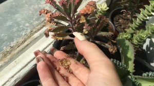 Сажаем деток каланхоэ