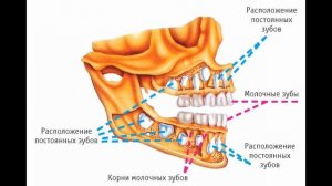 09. Молочные зубы ребенка